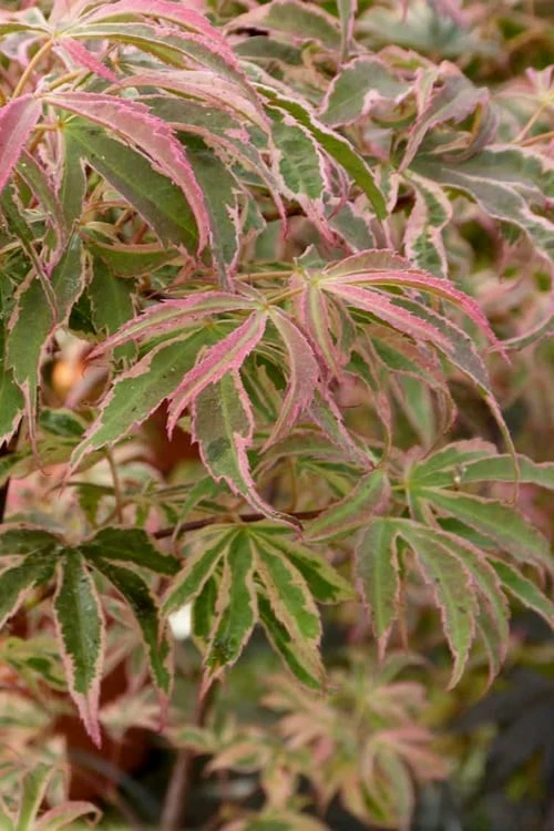 Shirazz Japanese Maple - 5 Gallon Pot (4-5') 6 Shirazz Japanese Maple - 5 Gallon Pot (4-5') - Image 6