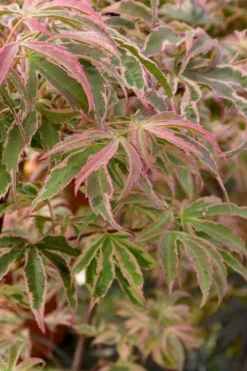 Shirazz Japanese Maple - 2 Gallon Pot -OLALA Plant Shop Japanese Maple Shirazz 13