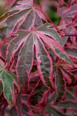 Shirazz Japanese Maple - 2 Gallon Pot -OLALA Plant Shop Japanese Maple Shirazz 6