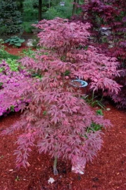 Shirazz Japanese Maple - 2 Gallon Pot -OLALA Plant Shop Japanese Maple Shirazz 7