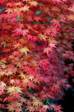 Shishio Improved Upright Japanese Maple - 2 Gallon Pot -OLALA Plant Shop Japanese Maple Shishio Improved Fall Color
