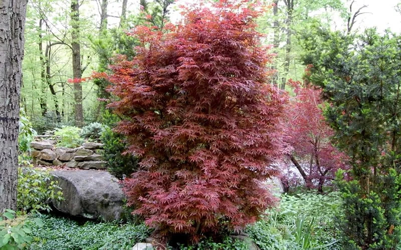 Skeeter's Broom Japanese Maple - 5 Gallon Pot 4 Skeeter's Broom Japanese Maple - 5 Gallon Pot - Image 4