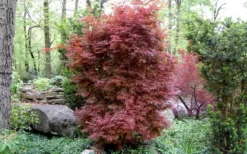 Skeeter's Broom Japanese Maple - 2 Gallon Pot -OLALA Plant Shop Japanese Maple Skeeters Broom 3