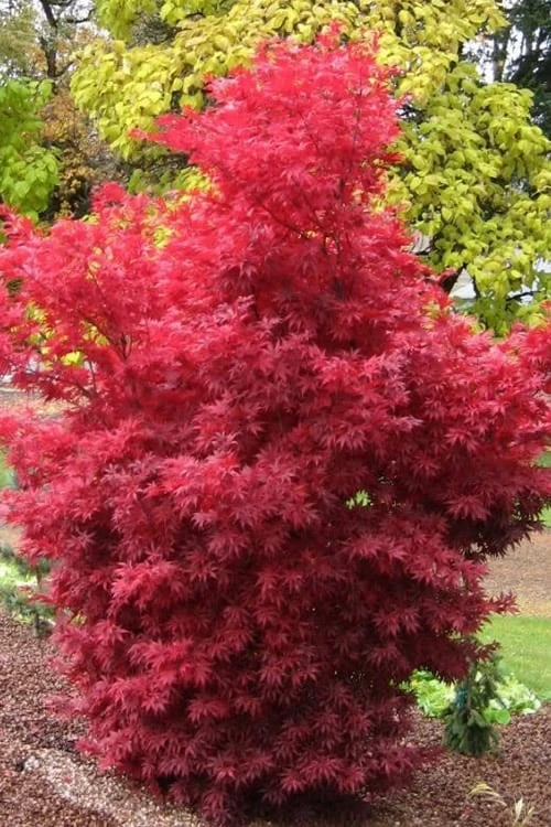 Skeeter's Broom Japanese Maple - 5 Gallon Pot 1 Skeeter's Broom Japanese Maple - 5 Gallon Pot