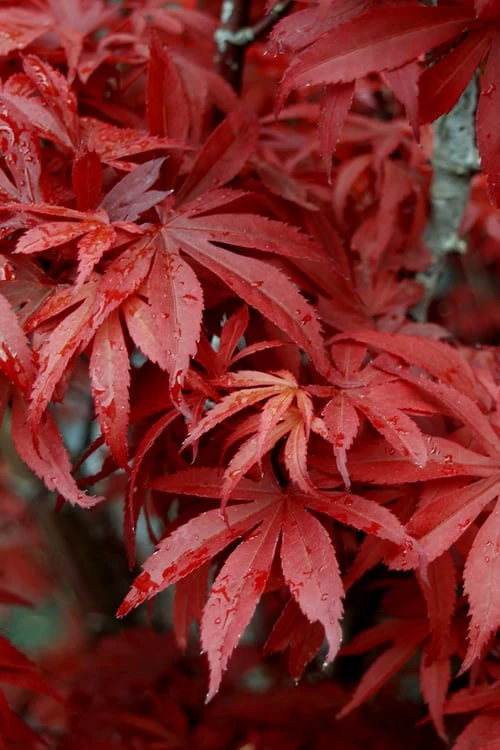 Skeeter's Broom Japanese Maple - 5 Gallon Pot 5 Skeeter's Broom Japanese Maple - 5 Gallon Pot - Image 5
