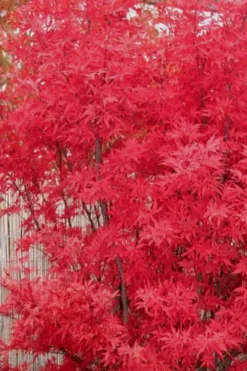 Skeeter's Broom Japanese Maple - 5 Gallon Pot 13 Skeeter's Broom Japanese Maple - 5 Gallon Pot -OLALA Plant Shop Japanese Maple Skeeters Broom 7 1