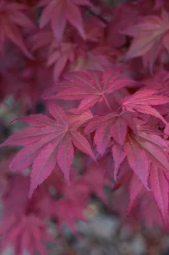 Skeeter's Broom Japanese Maple - 5 Gallon Pot 12 Skeeter's Broom Japanese Maple - 5 Gallon Pot -OLALA Plant Shop Japanese Maple Skeeters Broom 8 1