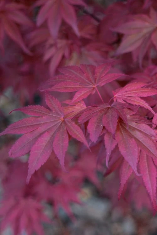 Skeeter's Broom Japanese Maple - 5 Gallon Pot 6 Skeeter's Broom Japanese Maple - 5 Gallon Pot - Image 6