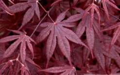 Bloodgood Red Leaf Japanese Maple - 2 Gallon Pot -OLALA Plant Shop Japanese Maple Spring Foliage 1