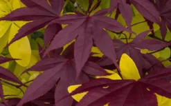 Bloodgood Red Leaf Japanese Maple - 2 Gallon Pot -OLALA Plant Shop Japanese Maple Summer Color 1