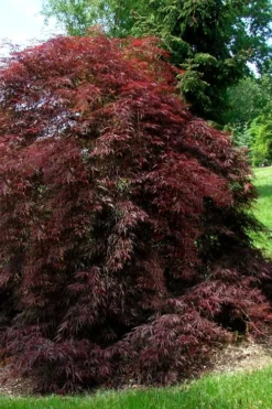 Tamukeyama Dwarf Red Japanese Maple - 3 Gallon Pot -OLALA Plant Shop Japanese Maple Tamukeyama 10 4