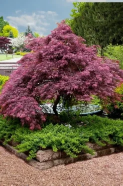 Tamukeyama Dwarf Red Japanese Maple (High Graft Tree Form)- 3 Gallon Pot 15 Tamukeyama Dwarf Red Japanese Maple (High Graft Tree Form)- 3 Gallon Pot -OLALA Plant Shop Japanese Maple Tamukeyama 11 1