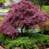 Tamukeyama Dwarf Red Japanese Maple - 1 Gallon Pot