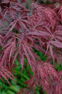 Tamukeyama Dwarf Red Japanese Maple (High Graft Tree Form)- 3 Gallon Pot 13 Tamukeyama Dwarf Red Japanese Maple (High Graft Tree Form)- 3 Gallon Pot -OLALA Plant Shop Japanese Maple Tamukeyama 13 2