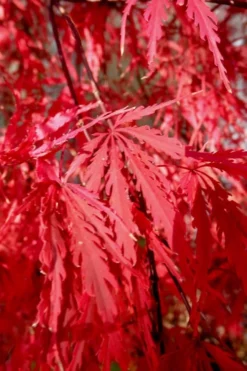Tamukeyama Dwarf Red Japanese Maple - 1 Gallon Pot - High Grafted Tree Form 12 Tamukeyama Dwarf Red Japanese Maple - 1 Gallon Pot - High Grafted Tree Form -OLALA Plant Shop Japanese Maple Tamukeyama 14 1