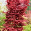 Twombly's Red Sentinel Japanese Maple - 2 Gallon Pot (3-4')