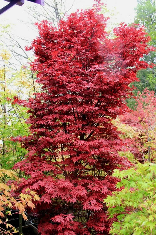 Twombly's Red Sentinel Japanese Maple - 1 Gallon Pot 1 Twombly's Red Sentinel Japanese Maple - 1 Gallon Pot