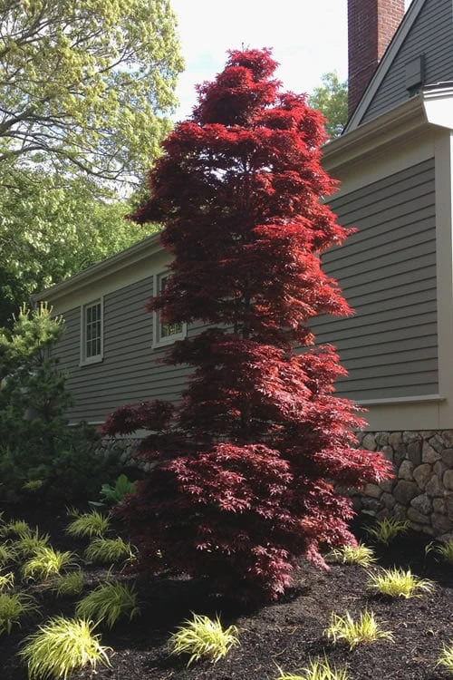 Twombly's Red Sentinel Japanese Maple - 1 Gallon Pot 4 Twombly's Red Sentinel Japanese Maple - 1 Gallon Pot - Image 4