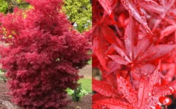 Twombly's Red Sentinel Japanese Maple - 1 Gallon Pot 13 Twombly's Red Sentinel Japanese Maple - 1 Gallon Pot -OLALA Plant Shop Japanese Maple Twomblys Red Sentinel Fall Color 4
