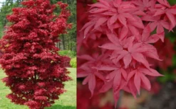 Twombly's Red Sentinel Japanese Maple - 3 Gallon Pot -OLALA Plant Shop Japanese Maple Twomblys Red Sentinel Spring 3