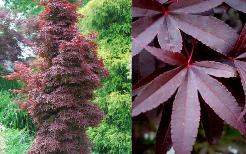 Twombly's Red Sentinel Japanese Maple - 1 Gallon Pot 6 Twombly's Red Sentinel Japanese Maple - 1 Gallon Pot - Image 6