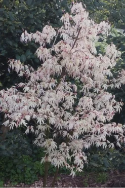 Ukigumo Floating Cloud Ghost Japanese Maple - 7 Gallon Pot -OLALA Plant Shop Japanese Maple Ukigumo Floating Cloud 15 1