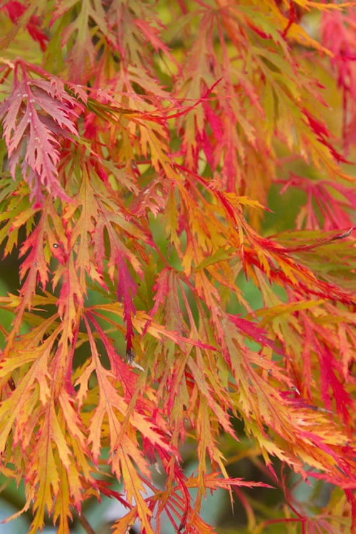 Viridis Dwarf Green Japanese Maple - 1 Gallon Pot 9 Viridis Dwarf Green Japanese Maple - 1 Gallon Pot - Image 9