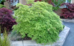 Viridis Dwarf Green Japanese Maple - 1 Gallon Pot 19 Viridis Dwarf Green Japanese Maple - 1 Gallon Pot -OLALA Plant Shop Japanese Maple Viridis 17