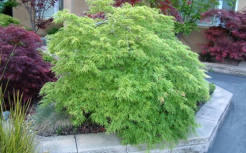 Viridis Dwarf Green Japanese Maple - 1 Gallon Pot 10 Viridis Dwarf Green Japanese Maple - 1 Gallon Pot - Image 10