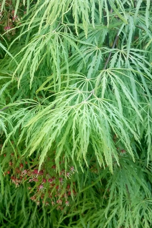 Viridis Dwarf Green Japanese Maple - 1 Gallon Pot 8 Viridis Dwarf Green Japanese Maple - 1 Gallon Pot - Image 8
