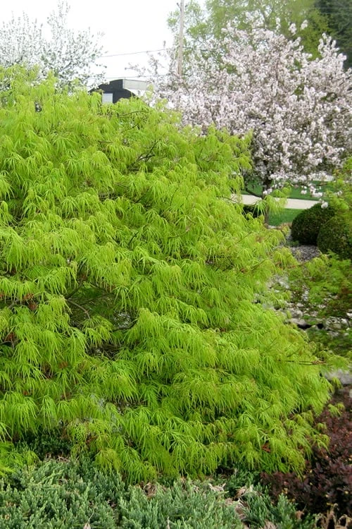 Viridis Dwarf Green Japanese Maple - 1 Gallon Pot 1 Viridis Dwarf Green Japanese Maple - 1 Gallon Pot