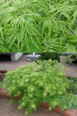 Viridis Dwarf Green Japanese Maple - 5 Gallon Pot -OLALA Plant Shop Japanese Maple Viridis 500x750 2