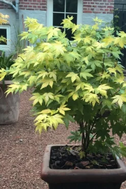 Orange Dream Japanese Maple - 1 Gallon Pot -OLALA Plant Shop Japanese maple orange Dream 5 1