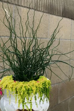 Big Twister Giant Corkscrew Rush (Juncus Effusus) - 1 Gallon Pot 11 Big Twister Giant Corkscrew Rush (Juncus Effusus) - 1 Gallon Pot -OLALA Plant Shop Juncus Big Twister 12