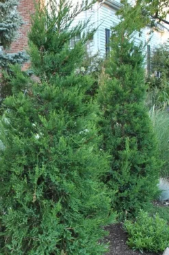 Hetzi Columnar Juniper - 7 Gallon Pot (4-5')