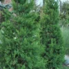 Hetzi Columnar Juniper - 7 Gallon Pot (3-4')