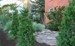 Hetzi Columnar Juniper - 7 Gallon Pot (4-5') 9 Hetzi Columnar Juniper - 7 Gallon Pot (4-5') -OLALA Plant Shop Juniper Hetzi Columnar Landscape 1