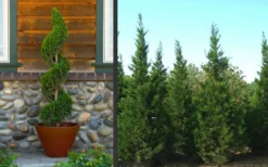 Hetzi Columnar Juniper - 7 Gallon Pot (4-5') 8 Hetzi Columnar Juniper - 7 Gallon Pot (4-5') -OLALA Plant Shop Juniper Hetzi Columnar Landscape 2 1