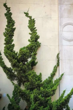 Hollywood Torulosa Juniper - 7 Gallon Pot (5-6') -OLALA Plant Shop Juniper Hollywood 12 1