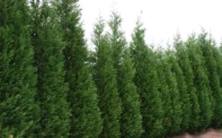 Leyland Cypress - 3 Gallon Pot -OLALA Plant Shop Leyland Cypress 51