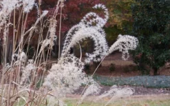 Bandwidth Dwarf Zebra Grass - 1 Gallon Pot -OLALA Plant Shop Little Zebra Grass 1 1