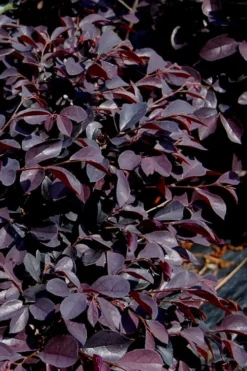 Carolina Midnight Loropetalum - 3 Gallon Pot -OLALA Plant Shop Loropetalum Carolina Midnight 10 1