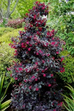 Carolina Midnight Loropetalum - 3 Gallon Pot