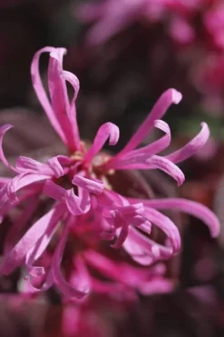 Carolina Midnight Loropetalum - Single Trunk Topiary Tree - 5 Gallon Pot -OLALA Plant Shop Loropetalum Carolina Midnight Flower 1