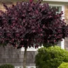 Carolina Midnight Loropetalum - Single Trunk Topiary Tree - 5 Gallon Pot