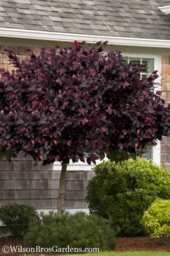 Carolina Midnight Loropetalum - Single Trunk Topiary Tree - 5 Gallon Pot