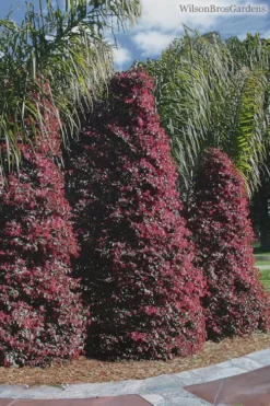 Zhuzhou Loropetalum (Chinese Fringeflower) - 3 Gallon Pot -OLALA Plant Shop Loropetalum ZhuZhou 22