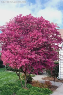 Zhuzhou Loropetalum (Chinese Fringeflower) - 3 Gallon Pot -OLALA Plant Shop Loropetalum ZhuZhou 23