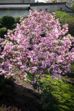 Betty Magnolia Tulip Tree - 1 Gallon Pot -OLALA Plant Shop Magnolia Betty 7 1