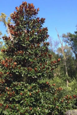 Brackens Brown Beauty Magnolia - 1 Gallon Pot -OLALA Plant Shop Magnolia Bracken Brown Beauty 500x750 2